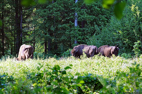 Bison in Białowieża Forest