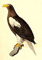 Haliaeetus pelagicus 1832.jpg