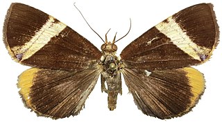 <i>Heoeugorna</i> Genus of moths