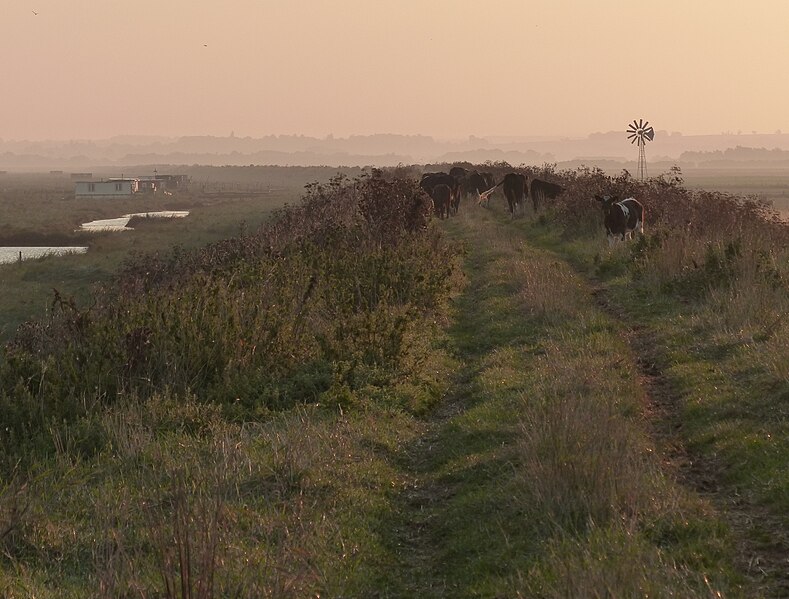 File:Herd of cattle on top of the sea bank - geograph.org.uk - 3620667.jpg