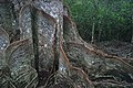 stem and buttress roots