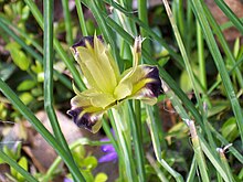 Iris tuberosa Hermodactylus tuberosus 2.jpg