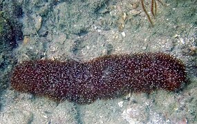 H. limax en Koh Phangan