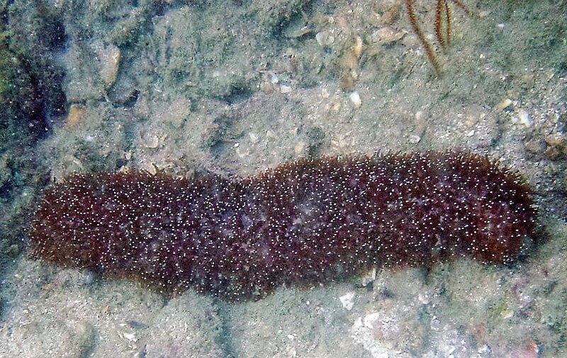 File:Herpolitha limax en Koh Phangan.jpg