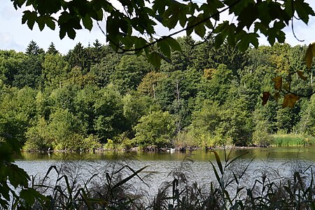 Herrensee mit Graureihern