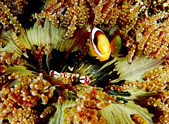 Amphiprion ocellaris y un cangrejo hospedados en H. aurora