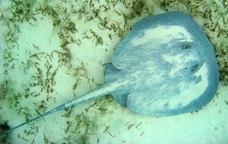 <span class="mw-page-title-main">Chupare stingray</span> Species of cartilaginous fish