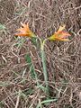 Hippeastrum puniceum