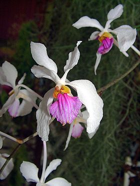 Holcoglossum kimballianum