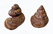 Fossilized shells of the Ordovician-Carboniferous sea snail Holopea Holopeidae - Holopea praestans.JPG