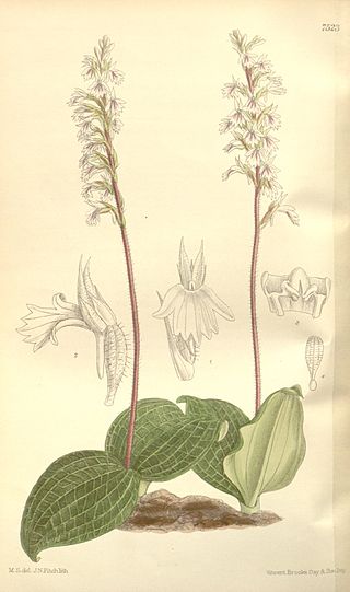 <i>Holothrix</i> Genus of flowering plants