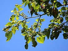 Homalanthus ağacı RBG Sydney.jpg