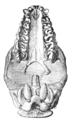 Cráneo de Homalodotherium segoviae, vista ventral