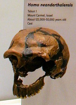  Homo Neanderthalensis Tabun 1 Mount Carmel Israel About 1200,000-50,000 BP 