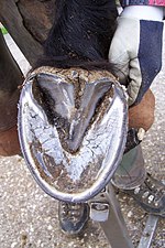 The clean, picked hoof allows for better inspection for injury. Hoof bottom view.jpg