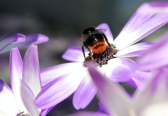 Hummel auf zweifarbiger Bornholm Margerite /Bumblebee gathering leucanthemum