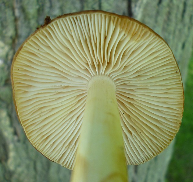 File:Hymenopellis rubrobrunnescens (Redhead, Ginns & Shoemaker) 755933.jpg