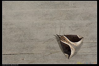 <i>Hypena taiwana</i> species of moth