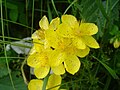 Hypericum richeri subsp. burseri