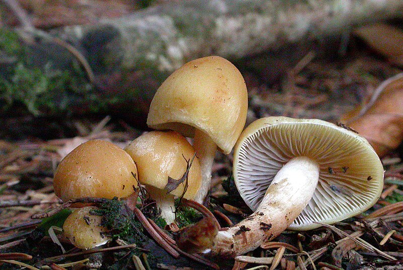 File:Hypholoma capnoides (30670157541).jpg