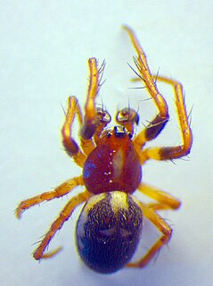 <i>Hypsosinga albovittata</i> Species of spider