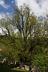 Summer linden (Tilia platyphyllos)