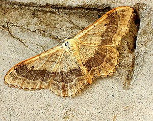 Broad-banded perennial spanner (Idaea aversata)