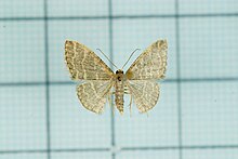 Idaea costiguttata.jpg