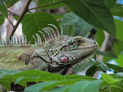 Iguana