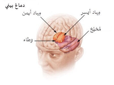 Illu diencephalon-ar.jpg