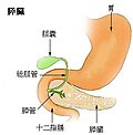 膵臓のサムネイル