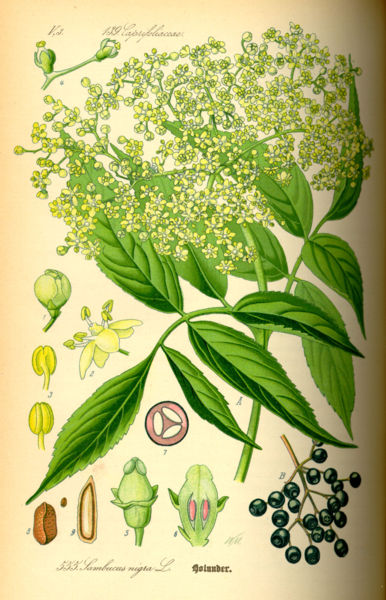 File:Illustration Sambucus nigra0.jpg