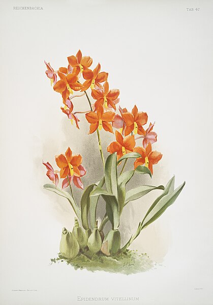 File:Illustration from Reichenbachia Orchids by Frederick Sander, digitally enhanced by rawpixel-com 047.jpg