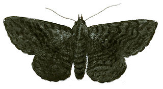 <i>Zale undularis</i> Species of moth