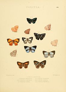 تصاویر Lepidoptera روزانه 88.jpg