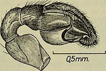 Detail from "Danmarks fauna; illustrerede haandboger over den danske dyreverden.." (1907), showing the schematic of a bulb of the common ant vagabund. Image from page 220 of "Danmarks fauna; illustrerede haandboger over den danske dyreverden..".jpg