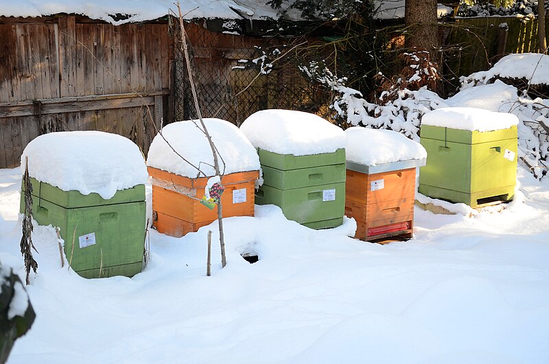 File:Imkerei bienenstand magazinbeuten winter lebenswertes chemnitz 2.JPG