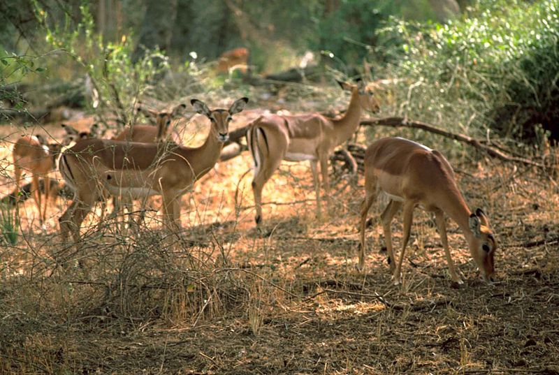 File:Impala African mammal.jpg