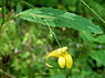 Groot springzaad (Impatiens noli-tangere)