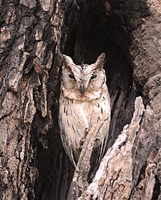 Indien (colleté?) Scops Owl.jpg