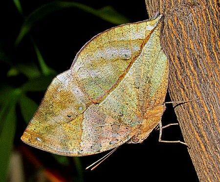 Fail:Indian_Leafwing.jpg