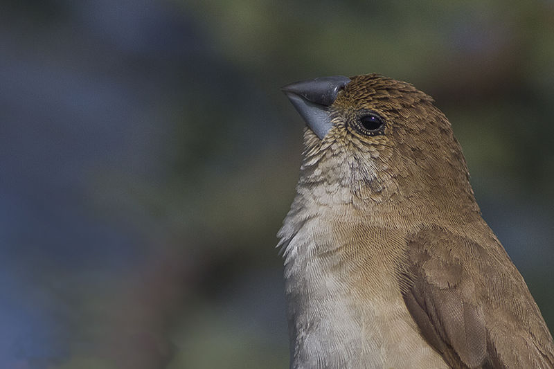 File:Indian Silverbill Tal Chappar Churu Rajasthan India 14.02.2013.jpg