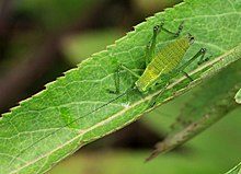 Un Tettigoniidae sur une feuille dans le sanctuaire de la nature à Ismailli (raion) en Azerbaïdjan. Juin 2016.