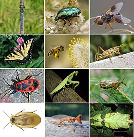 Insects collage.jpg