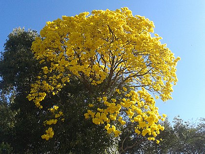 Tabebuia jaune ou Tabebuia chrysotricha