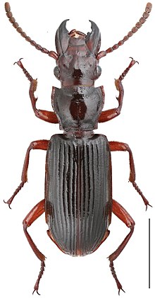 Itamus castaneus (10.3897-zookeys.740.20458) Figure 4.jpg