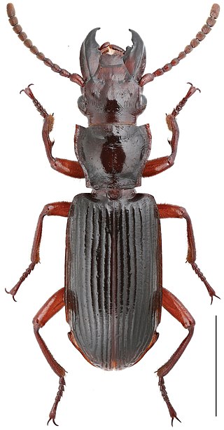 <i>Itamus</i> Genus of beetles