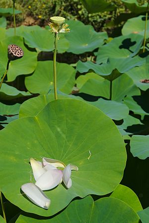 English: Sacred lotus Nelumbo nucifera in botanical garden "Jardin des Martels". Français : Lotus sacré Nelumbo nucifera au jardin botanique « Jardin des Martels ».