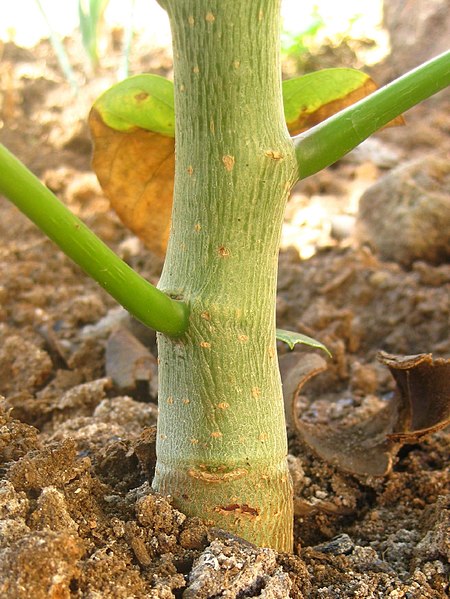 File:Jatropha hybrid - Stem (110 DAS) (4594962925).jpg