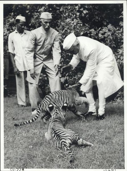 File:Jawaharlal Nehru, playing with tiger cubs at Teen Murti Bhavan.jpg